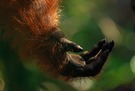 Orang-Utan-Hand