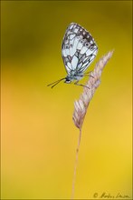 Schachbrettfalter (Melanargia galathea)