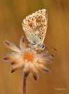 Silbergrüner Bläuling (Polyommatus coridon)