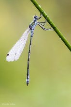 Lestes sponsa