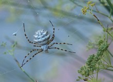 Argiope lobata