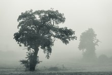 Baum im Morgennebel