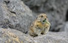 Pfeifhasen (Pika)