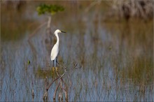 Schmuckreiher auf Mangrove