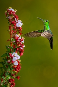 Grünstirn-Brillantkolibri - Grünscheitelbrillant