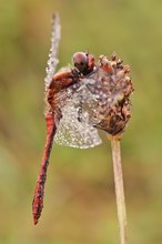 Sympetrum sanguineum – Blutrote Heidelibelle