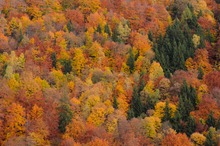 Bunte Herbstfarben im Ölschnitztal