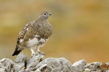 Alpenschneehuhn (Lagopus muta)