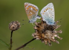 Bläulinge bei Paarung