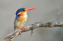 Malachite Kingfisher