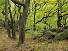 Herbstliches Gebirgswaldchaos