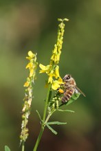 Biene auf Geissklee