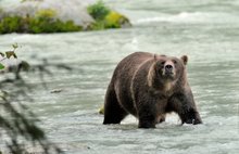 Begegnung mit dem Braunbär (wildlife)