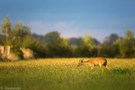 Gewitterluft über dem Rehland