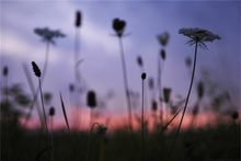 Abendliches Wiesenchaos