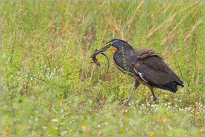 Nacktkehlreiher