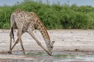 Trinkende Giraffe