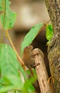 Borneo-Kleinsthörnchen