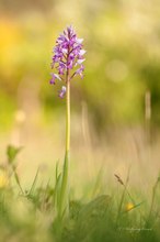 Helm-Knabenkraut (Orchis militaris)