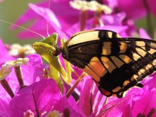 Der Tod lauert im Bougainvillea