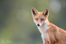 Red Fox Portrait