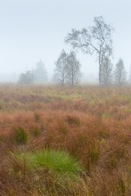 Farbtupfer im Nebel