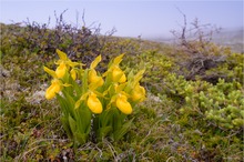 Barrens land