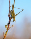 Lilienblatt-Sichelschrecke (Tylopsis lilifolia) mit Spermatophore