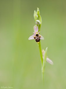 Manch schöne Orchidee