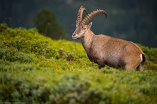 Alpensteinbock (Capra ibex)