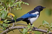 Nachbars Elster ist keine Blauflügelelster...