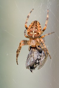 Jeder hat sein Paket zu tragen....