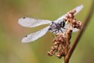 Sympetrum danae – Schwarze Heidelibelle - Männchen