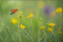 Sommer am Alpenmoor