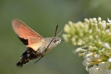 Taubenschwänzchen