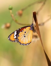 Kleiner Monarch (Danaus chrysippus)