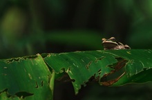 Masked Treefrog – Rana arboricola enmascarada
