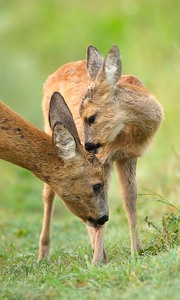 "...liebste Mama..."