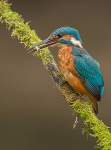 Eisvogel