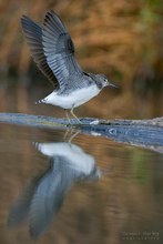 Waldwasserläufer