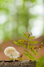 Buchen-Schleimrübling