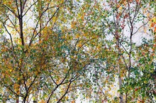 Herbstmosaik