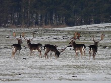 Damhirsche im Winter