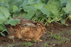 Kohlrabi-Hase