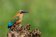 Blauscheitelmotmot---Blue-crowned-Motmot---Momotus-momota