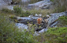 Der Fuchs in seinem Reich