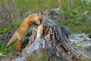 kleiner Fuchs...