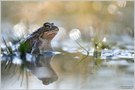 Kreuzkröte (Bufo calamita)