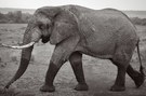 Schlendernder Elefant