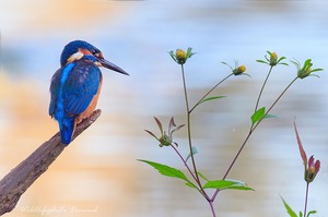 kingfisher in autum